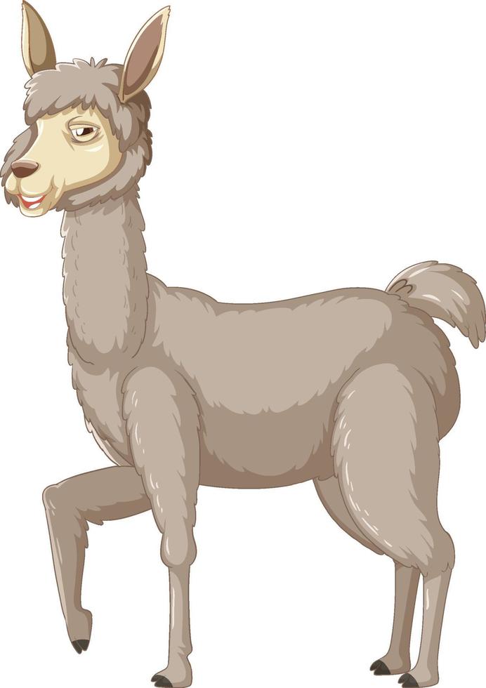 una alpaca sobre fondo blanco vector