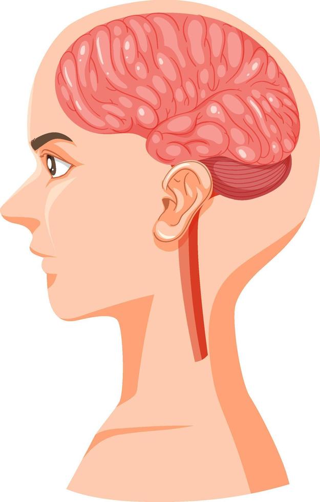 Human head section with brain vector