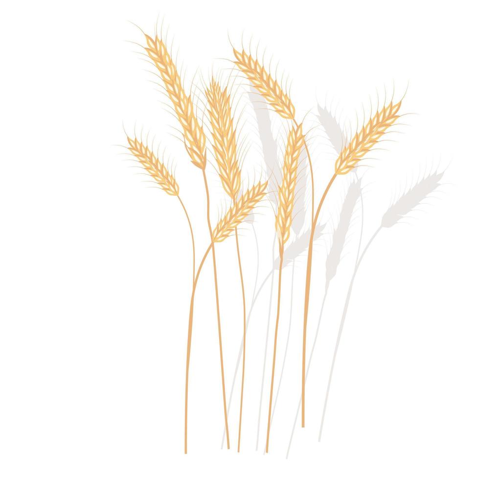 Wheat vector stock illustration. Rye. Ears of oats. Golden ripe barley grains. A field plant. Illustration for flour and Isolated on a white background.