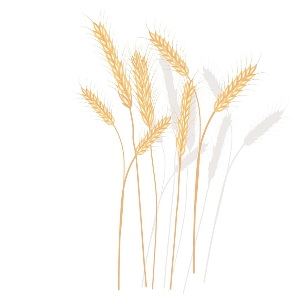 ilustración de stock de vector de trigo. centeno. espigas de avena. granos de cebada maduros dorados. una planta de campo. ilustración para harina y aislado en un fondo blanco.