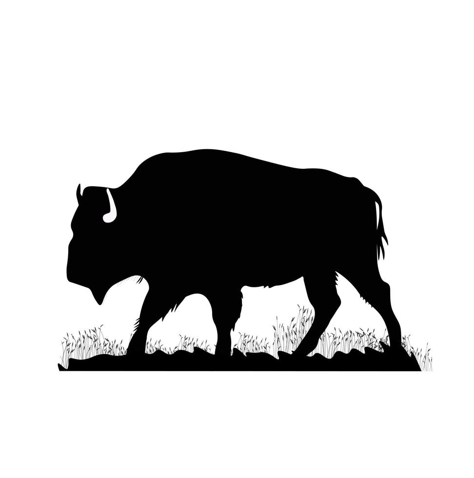 Bison vector stock illustration. black and white buffalo. European bison close-up. Bull. A Canadian animal, a mammal. Isolated on a white background.