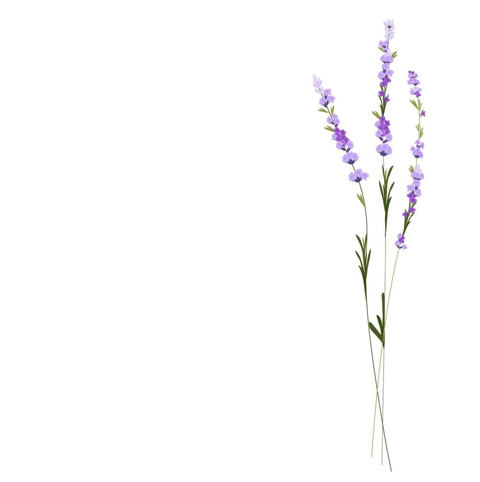 Lavender vector stock illustration. Purple flowers. A delicate bouquet for a wedding invitation. Fragrant herbs of Provence. Isolated on a white background.