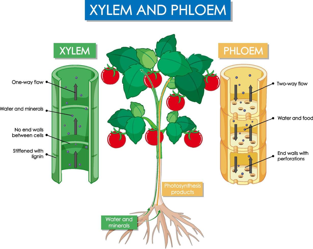 Diagram showing xylem and phloem plant vector