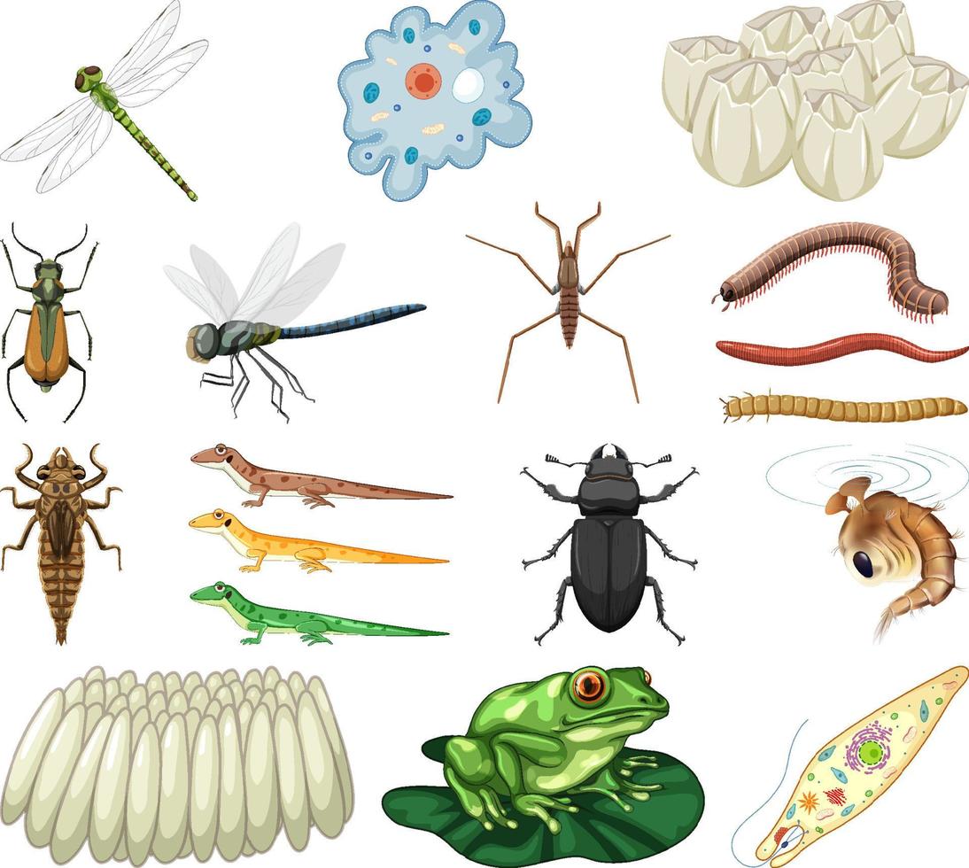 diferentes tipos de insectos y animales sobre fondo blanco vector