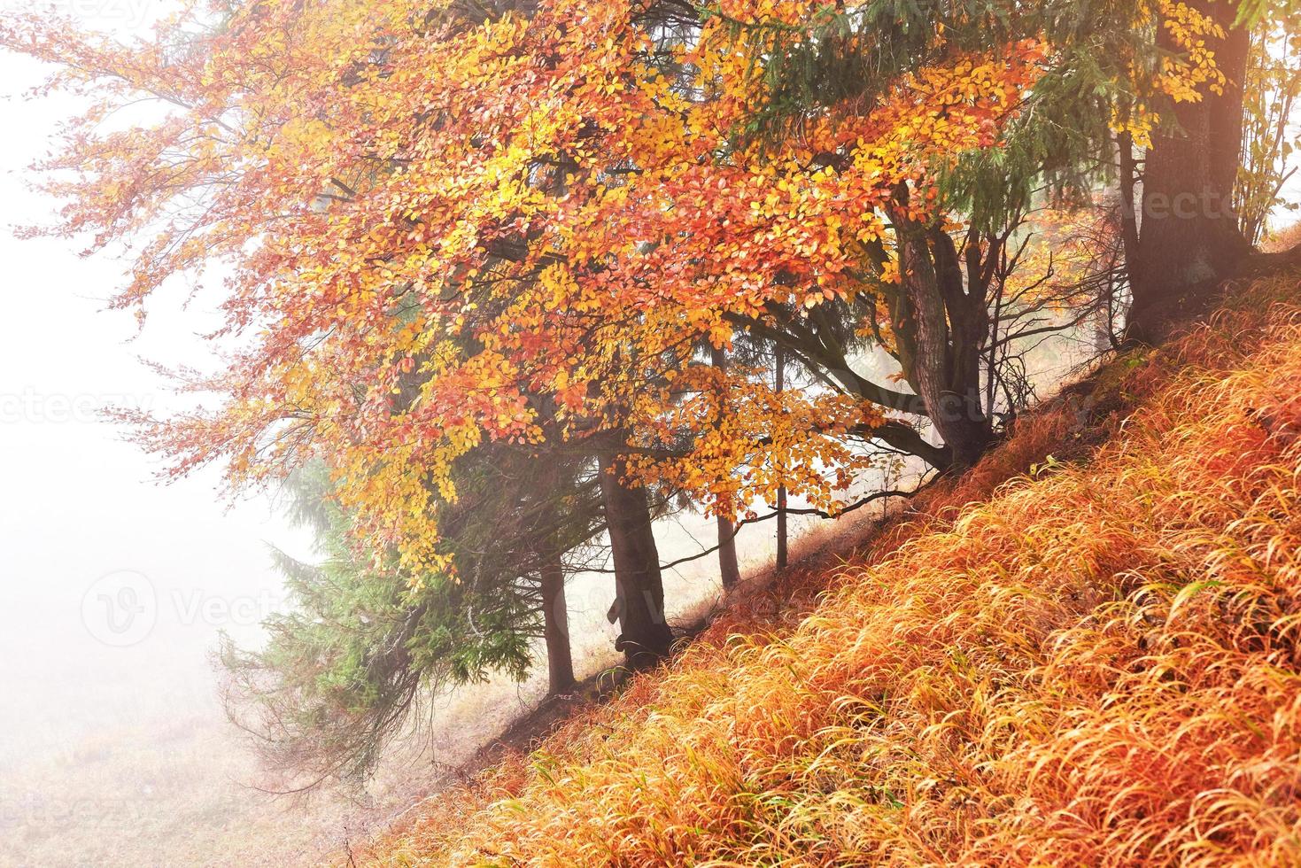 majestuoso paisaje con árboles de otoño en el bosque brumoso. cárpatos, ucrania, europa. mundo de la belleza foto