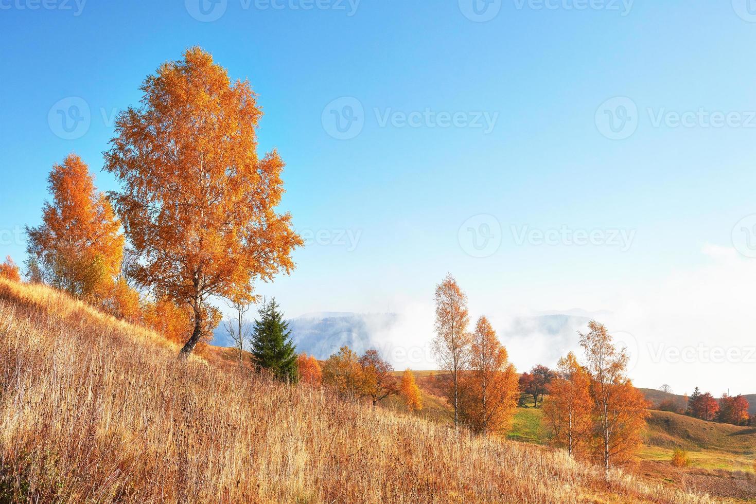 birch forest in sunny afternoon while autumn season. Autumn Landscape. Ukraine. photo