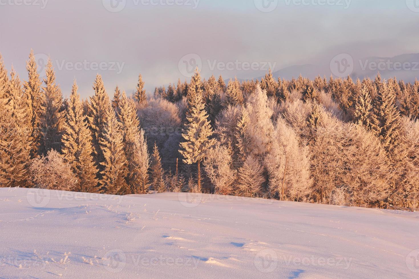 winter landscape trees and fence in hoarfrost, background with some soft highlights and snow flakes photo