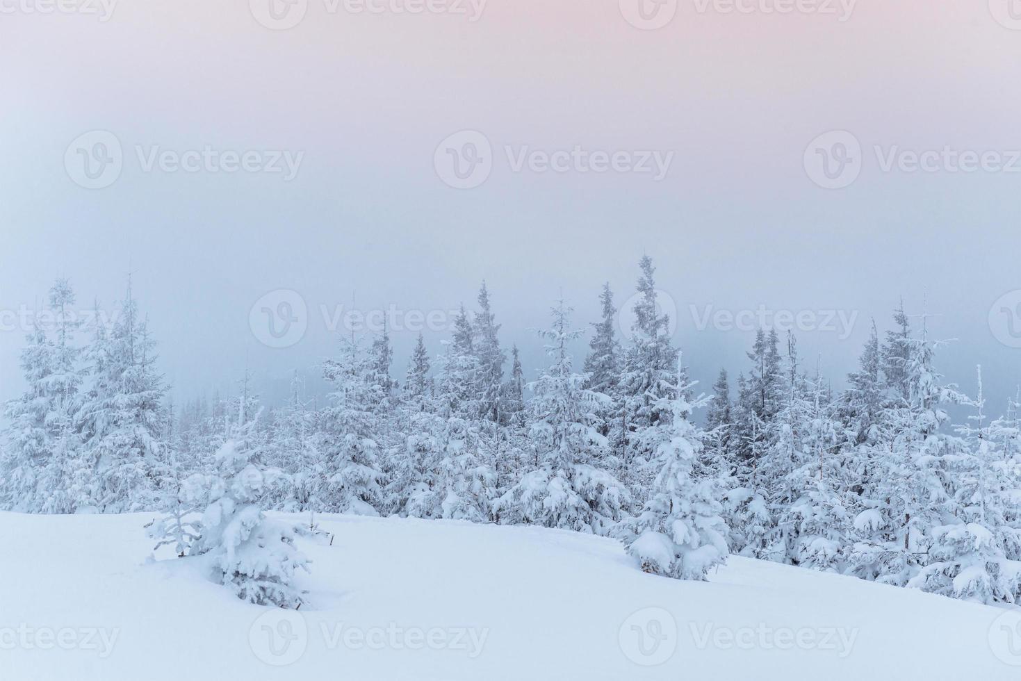 Frozen winter forest in the fog. Pine tree in nature covered with fresh snow Carpathian, Ukraine photo