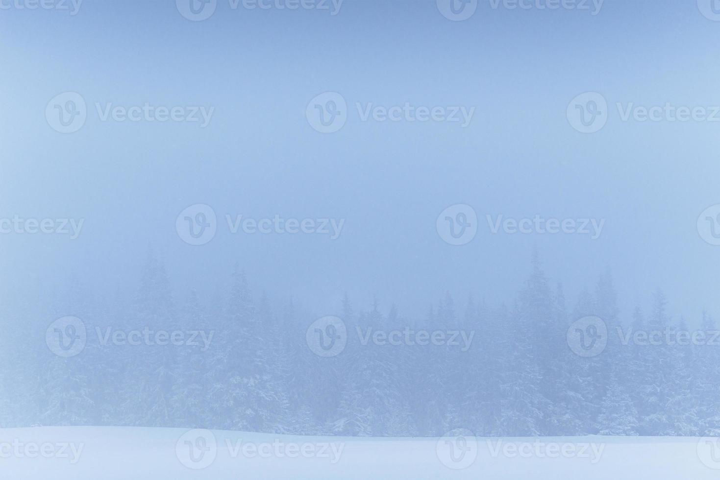 Frozen winter forest in the fog. Pine tree in nature covered with fresh snow Carpathian, Ukraine photo