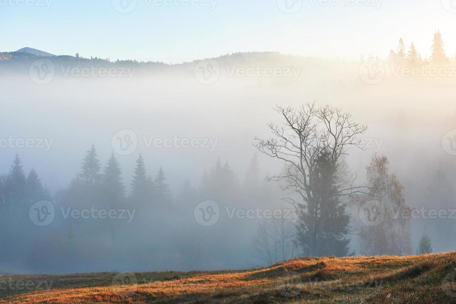 amanecer de hadas en el paisaje del bosque de montaña por la mañana. la niebla sobre el majestuoso pinar. cárpatos, ucrania, europa. mundo de la belleza foto