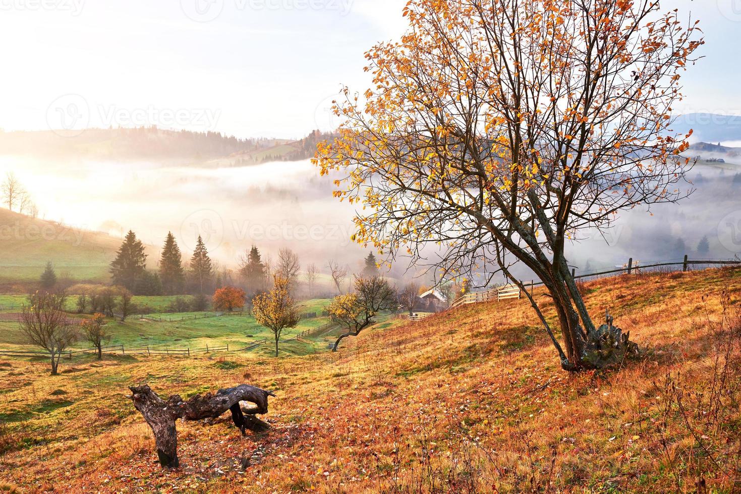 árbol brillante en la ladera de una colina con rayos soleados en el valle de la montaña cubierto de niebla. hermosa escena de la mañana. hojas de otoño rojas y amarillas. cárpatos, ucrania, europa. descubre el mundo de la belleza foto