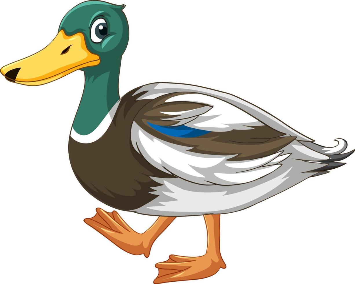 Little duck on white ground vector