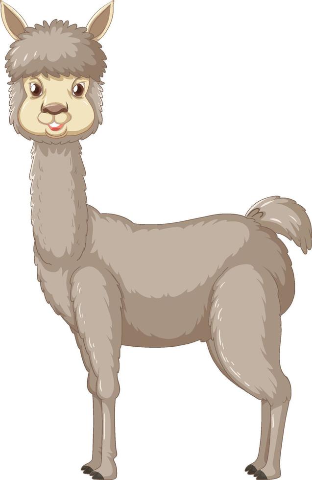 una alpaca sobre fondo blanco vector