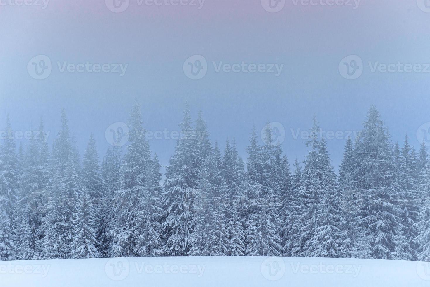 Frozen winter forest in the fog. Pine tree in nature covered with fresh snow Carpathian, Ukraine photo