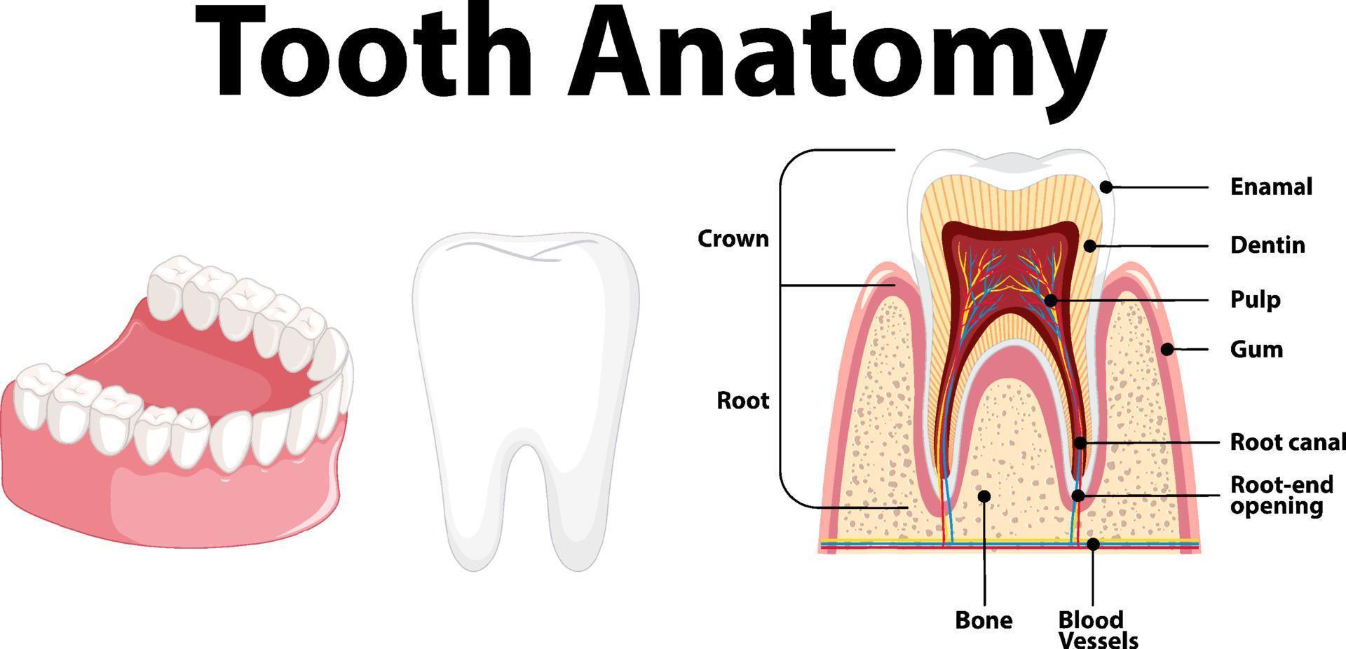 Infographic of human in dental science tooth anatomy vector