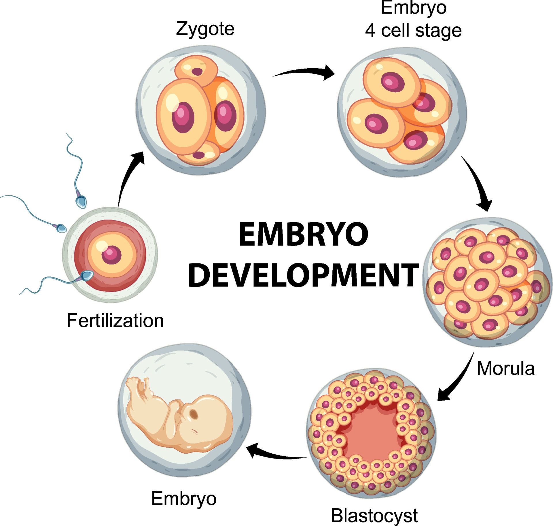 Human embryonic development in human infographic 6351859 Vector Art at ... Biology Diagrams
