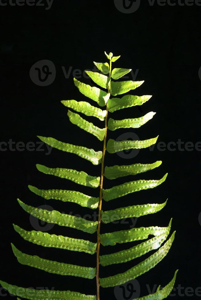 Fresh vivid green of fern leaves on black background photo