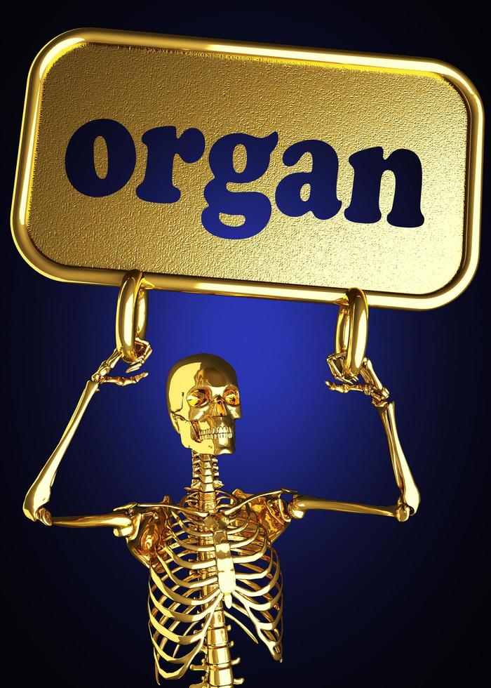 organ word and golden skeleton photo