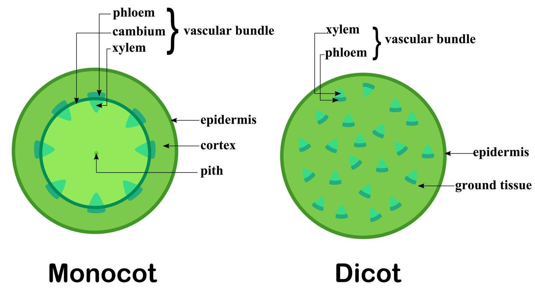 sección transversal de un tallo.estructura de plantas dicotiledóneas y monocotiledóneas.diagrama e infografía.biología y ciencia.botánica y concepto de árbol.ilustración vectorial de dibujos animados.diseño plano. vector