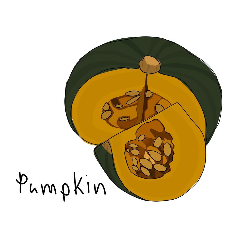 Pumpkin on a white background. Hand drawn vector. Pumpkin vector. Gardening. Vegetable gardening. Illustration. vector