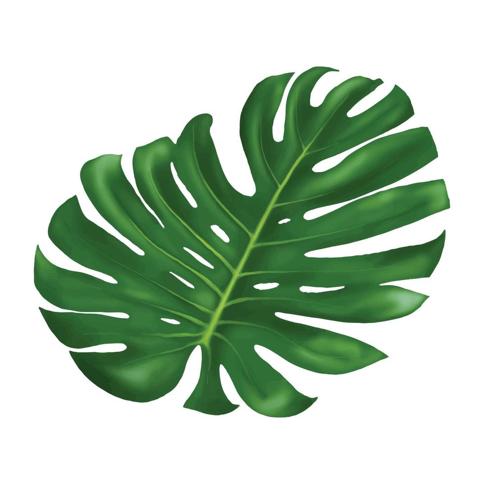 hoja monstera ilustración vectorial sobre fondo blanco. vector