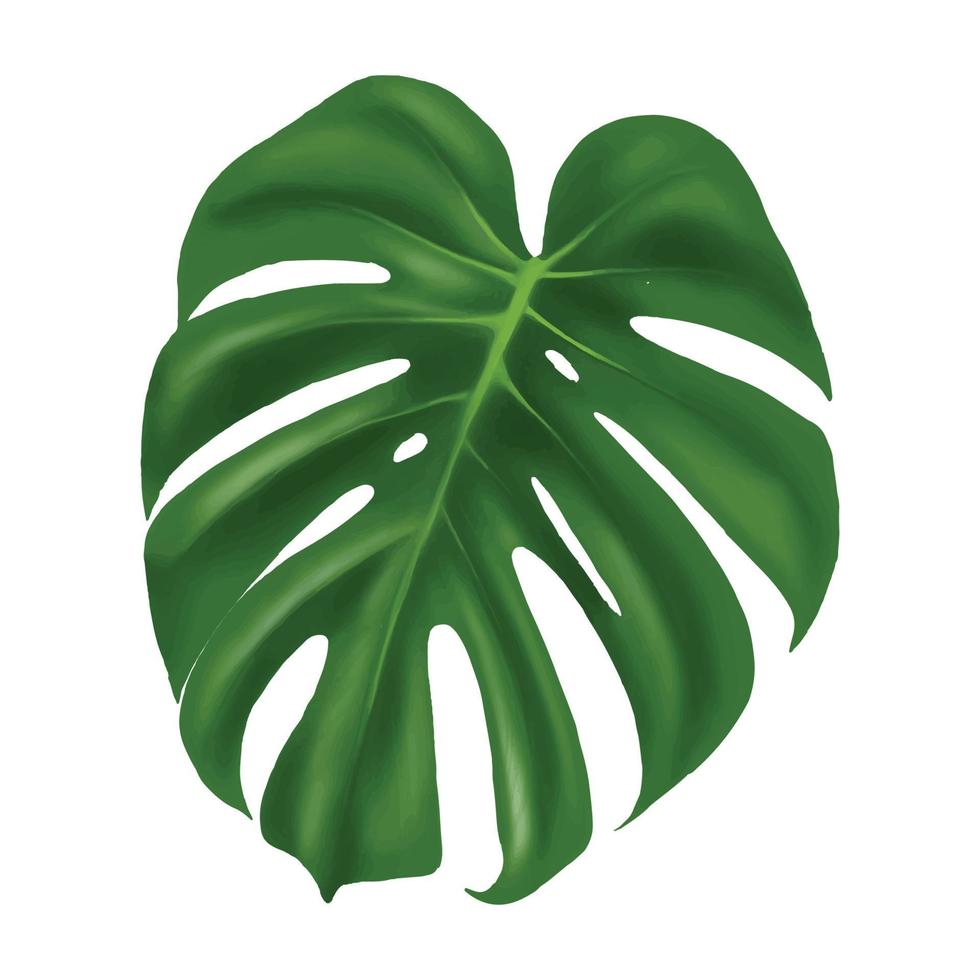 Leaf monstera vector illustration on white background