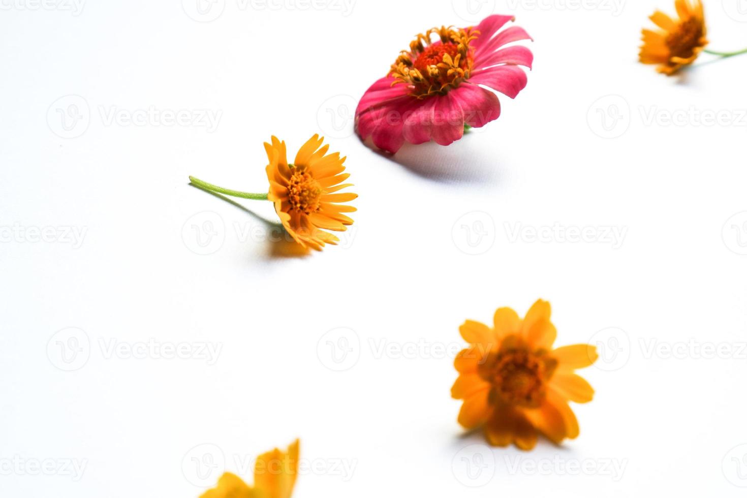 Beautiful zinnia flower composition on white background isolated. Flat lay, top view, copy flat still life. photo