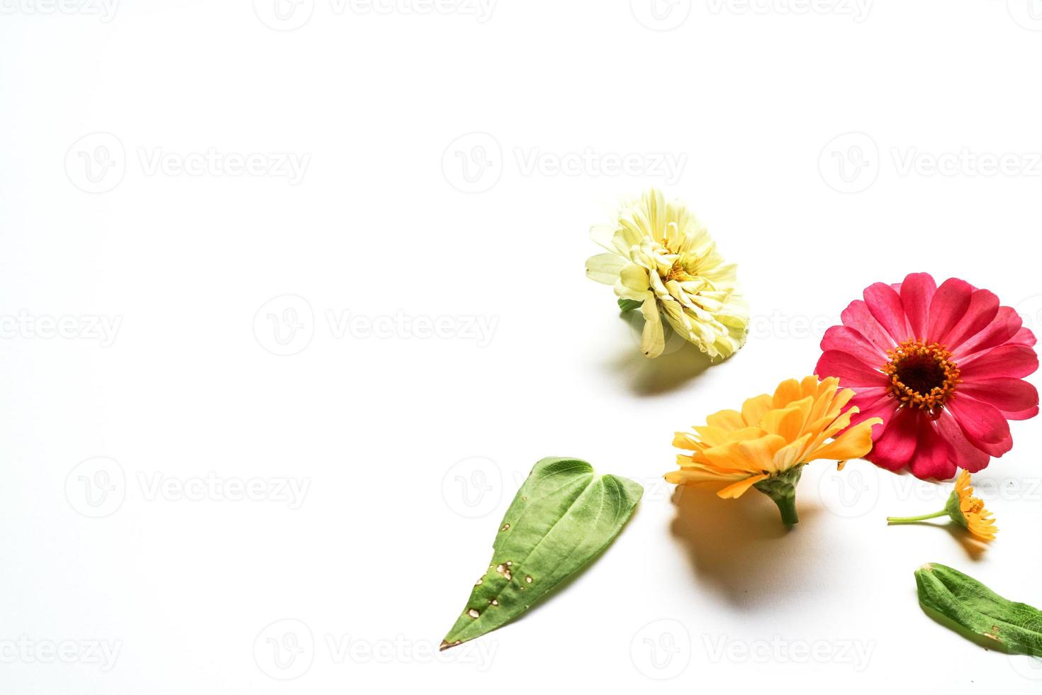 Beautiful zinnia flower composition on white background isolated. Flat lay, top view, copy flat still life. photo