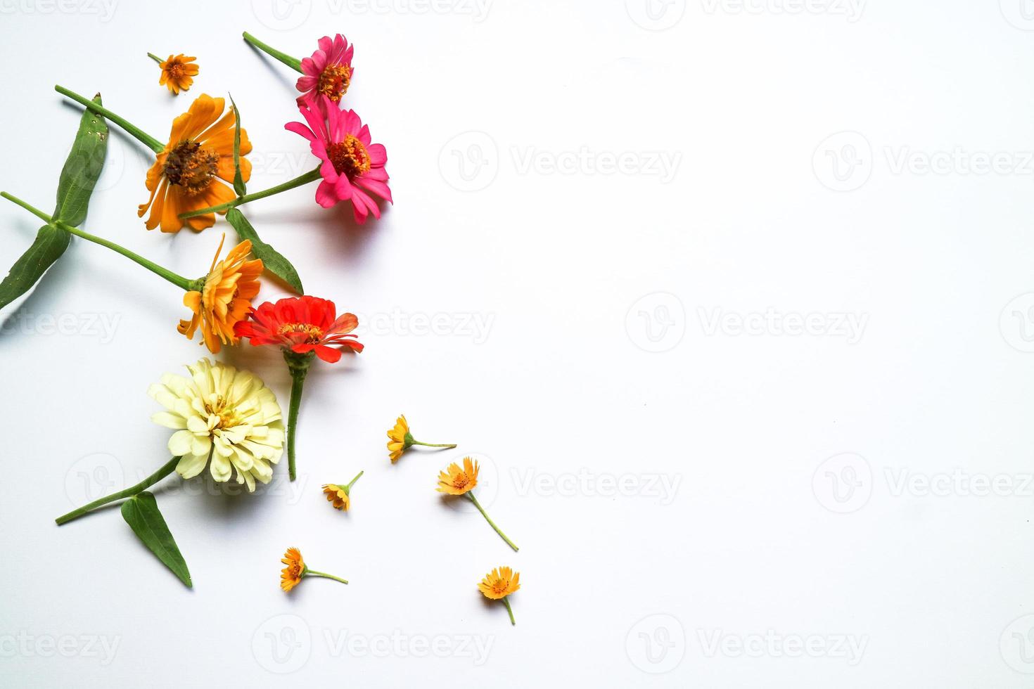 Beautiful zinnia flower composition on white background isolated. Flat lay, top view, copy flat still life. photo