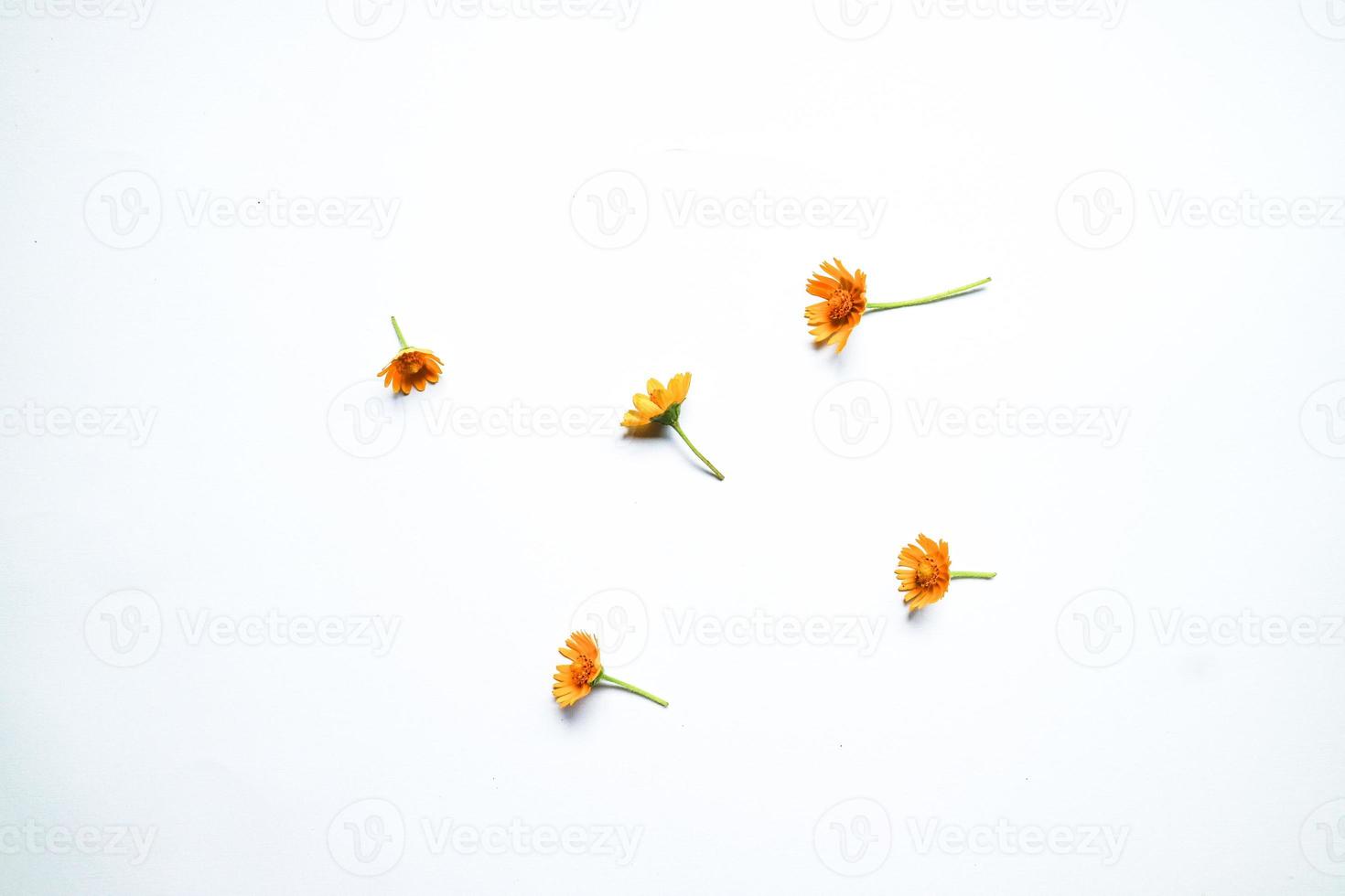 Beautiful zinnia flower composition on white background isolated. Flat lay, top view, copy flat still life. photo