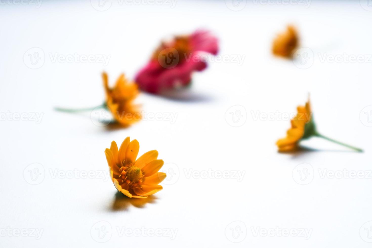 hermosa composición de flores de zinnia sobre fondo blanco aislado. endecha plana, vista superior, copiar bodegón plano. foto