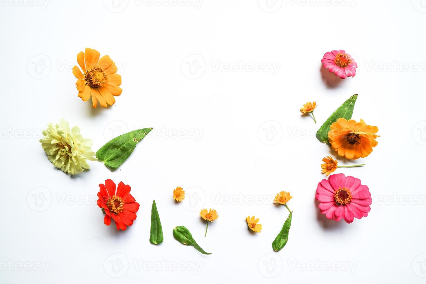 Beautiful zinnia flower composition on white background isolated. Flat lay, top view, copy flat still life. photo