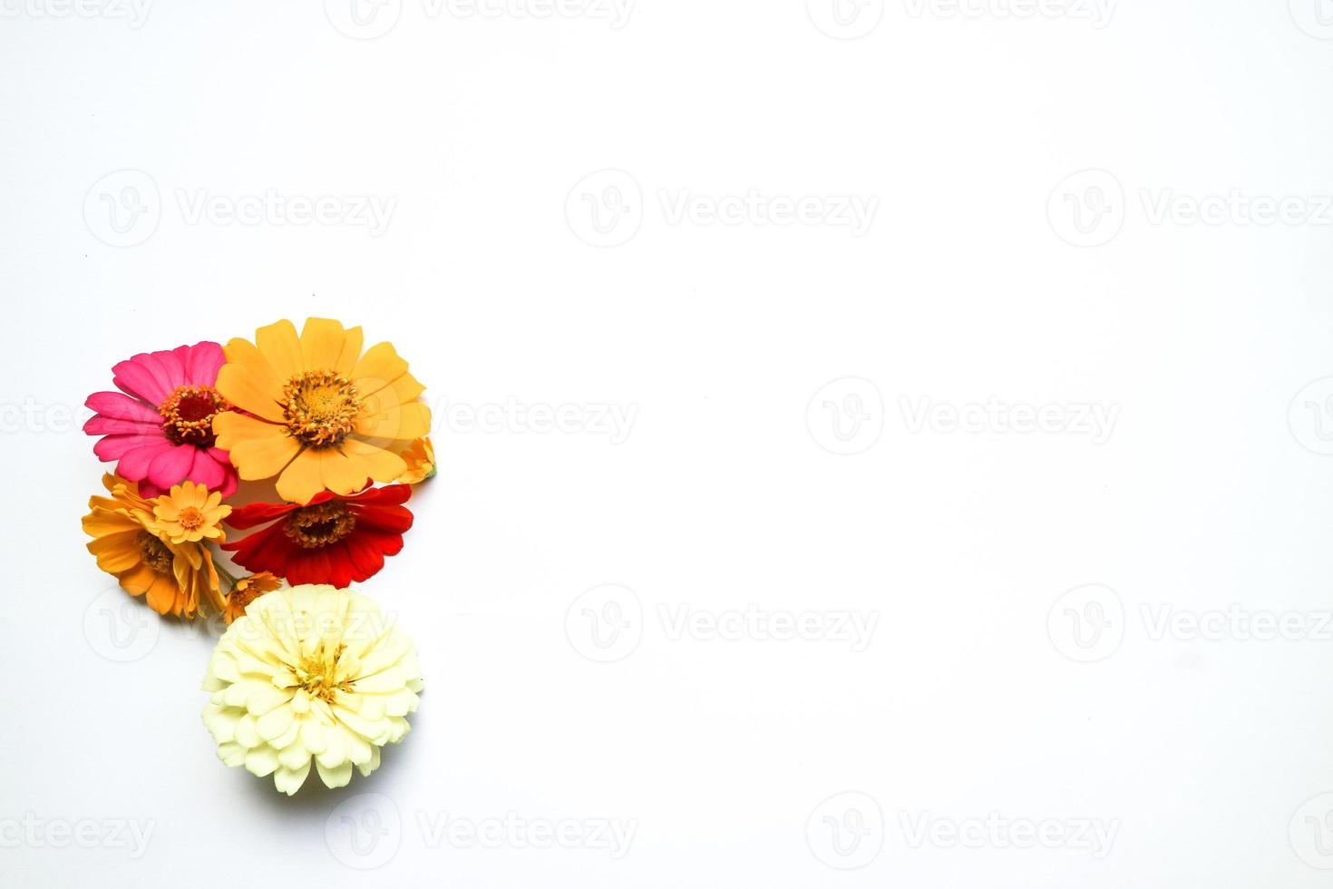 Beautiful zinnia flower composition on white background isolated. Flat lay, top view, copy flat still life. photo