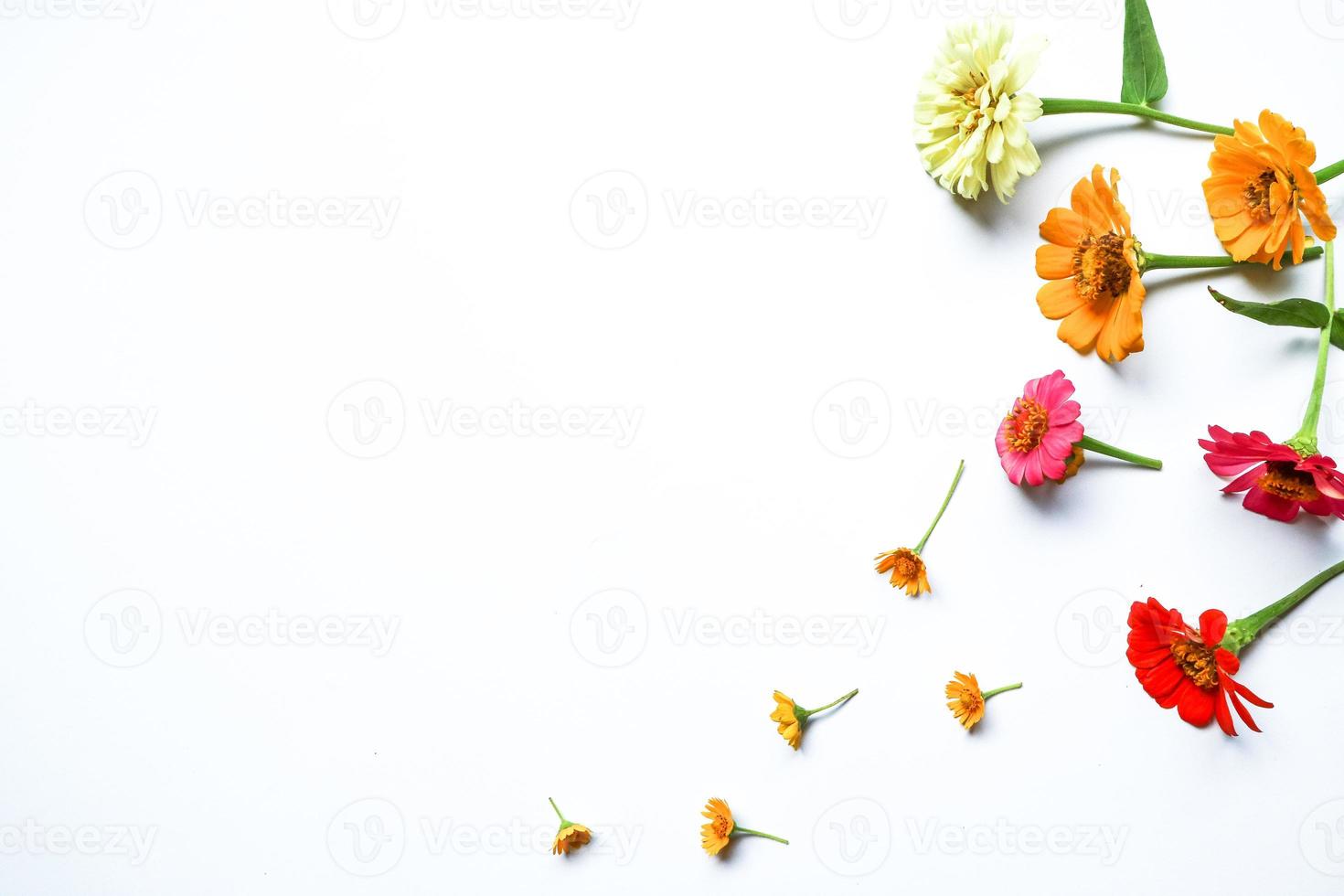 Beautiful zinnia flower composition on white background isolated. Flat lay, top view, copy flat still life. photo