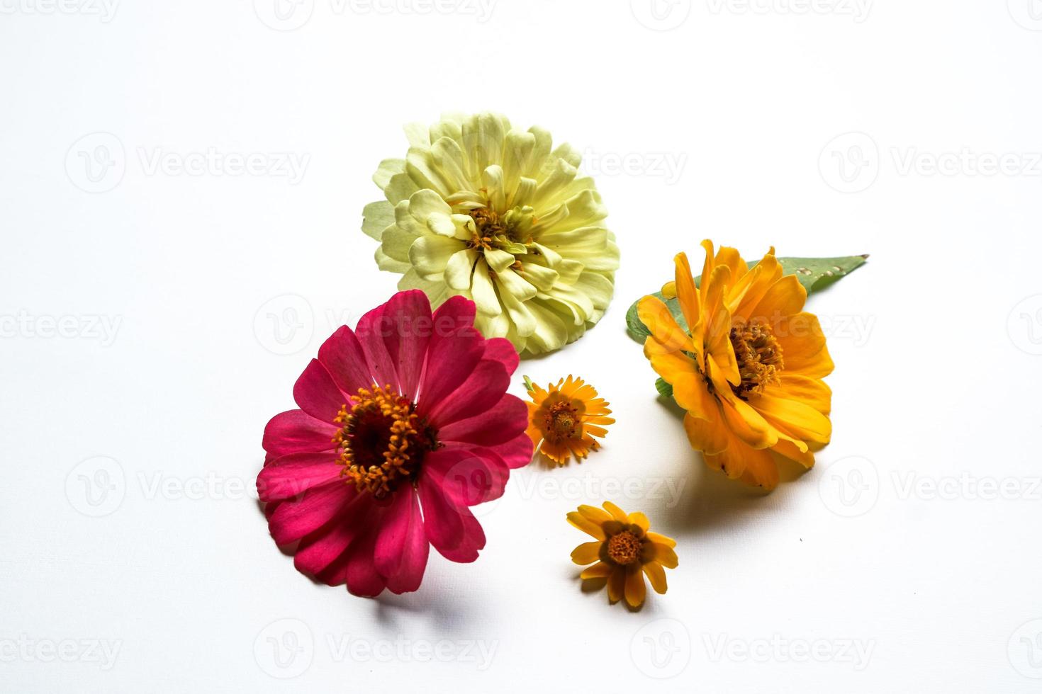 Beautiful zinnia flower composition on white background isolated. Flat lay, top view, copy flat still life. photo