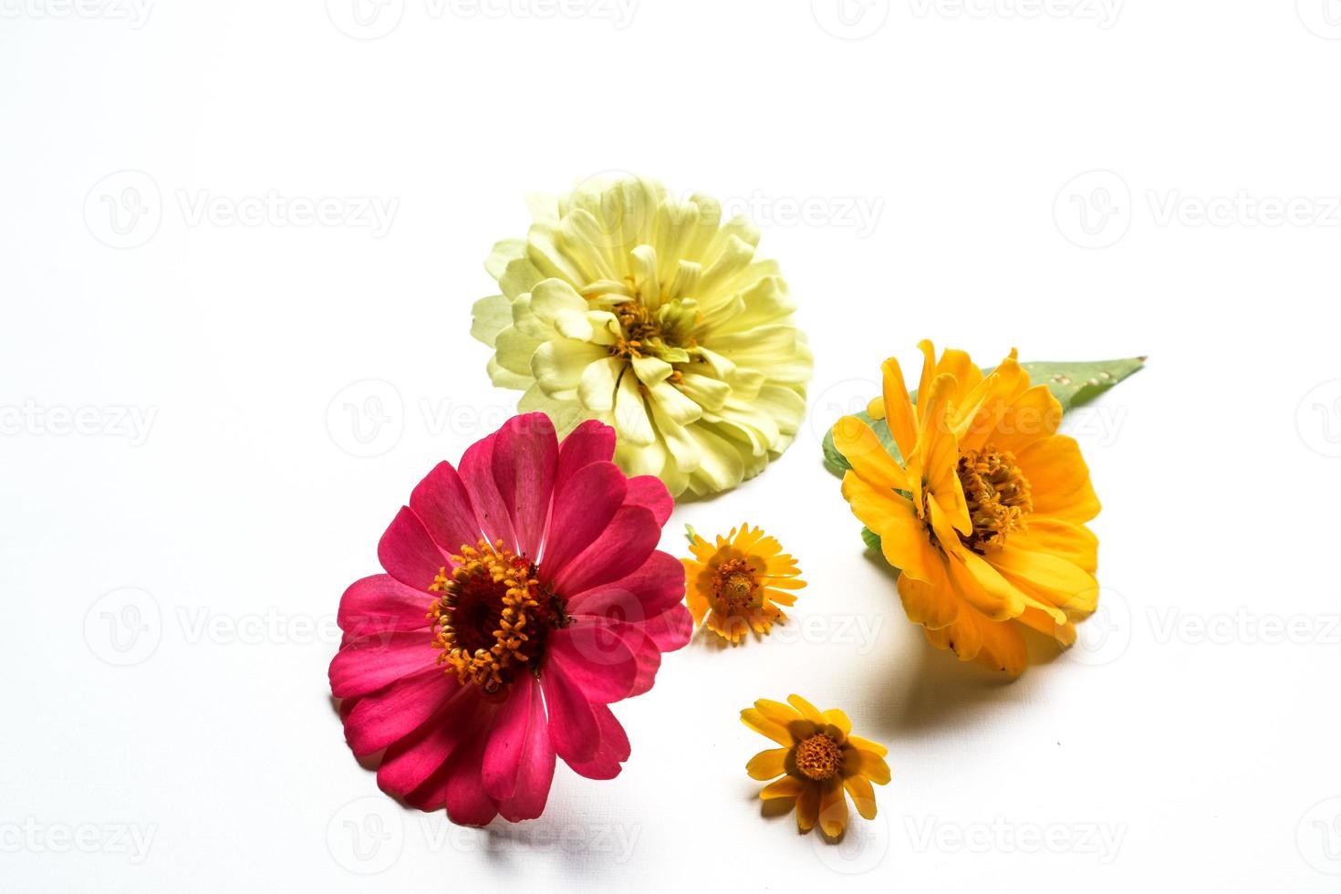 Beautiful zinnia flower composition on white background isolated. Flat lay, top view, copy flat still life. photo