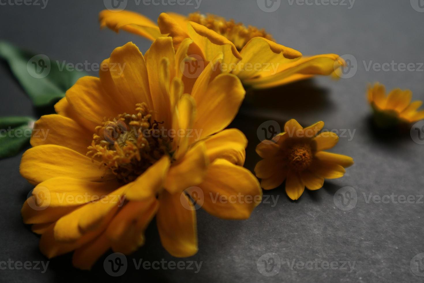 Yellow zinnia flower in flat lay arrangement on black background isolated. Flat lay, top view, empty space for copied text. photo