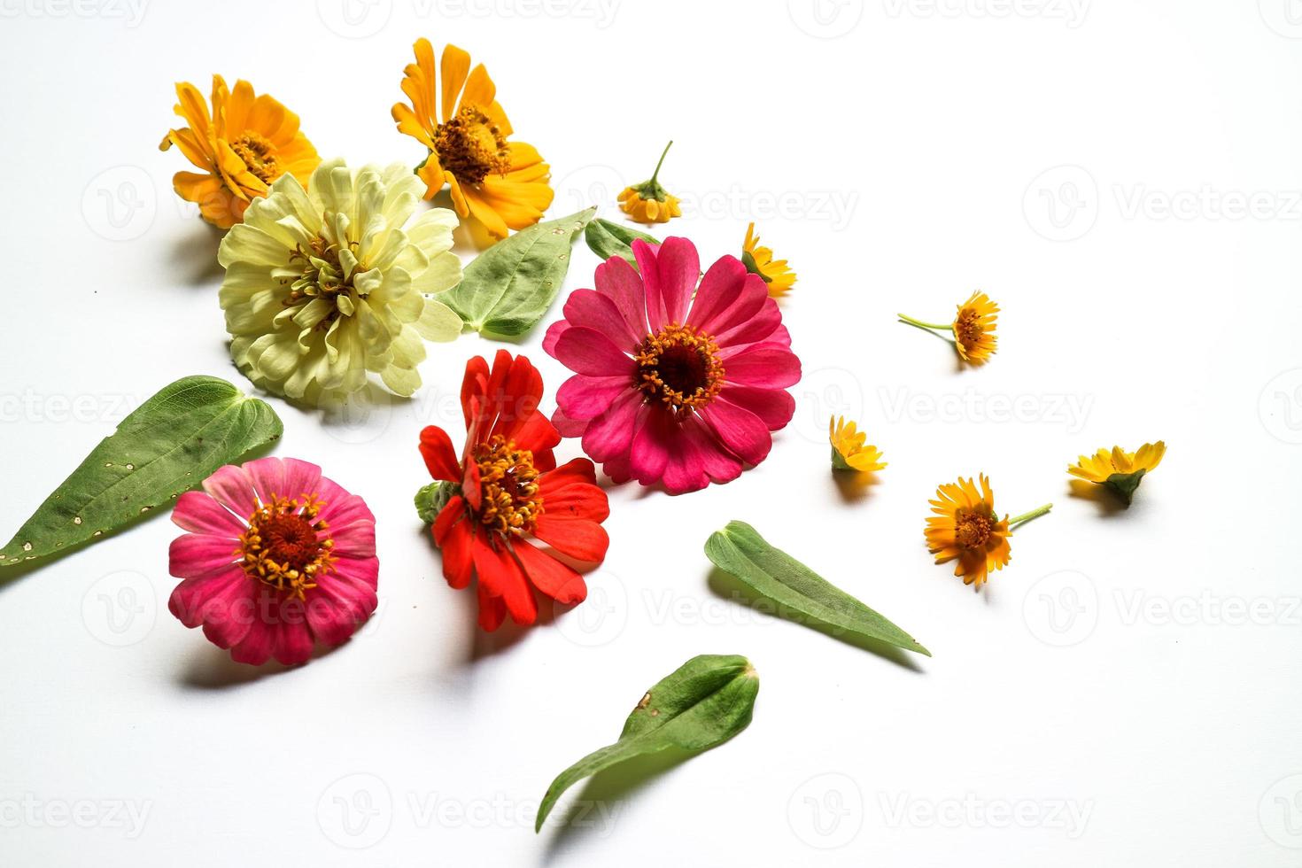 Beautiful zinnia flower composition on white background isolated. Flat lay, top view, copy flat still life. photo