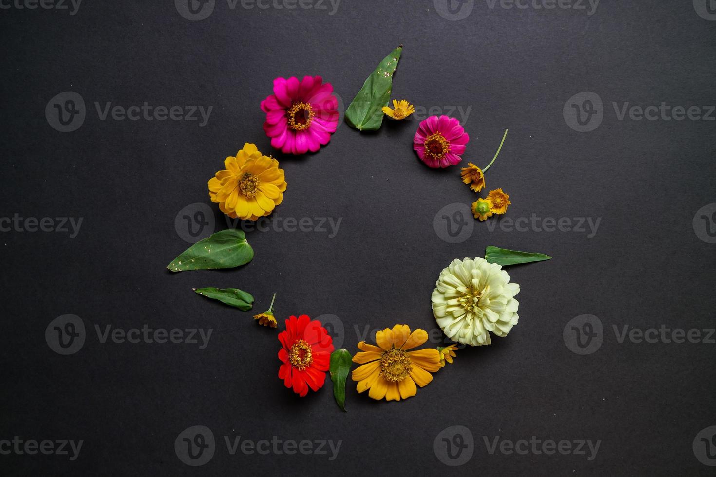 Colorful zinnia flower in flat lay arrangement on black background isolated. Flat lay, top view, empty space for copied text. photo