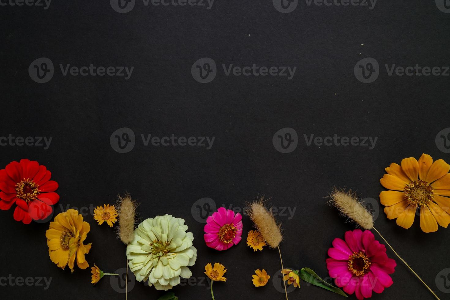 Colorful zinnia flower in flat lay arrangement on black background isolated. Flat lay, top view, empty space for copied text. photo