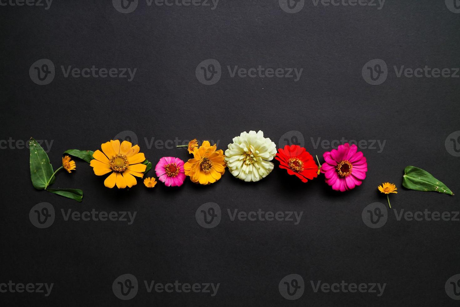Colorful zinnia flower in flat lay arrangement on black background isolated. Flat lay, top view, empty space for copied text. photo