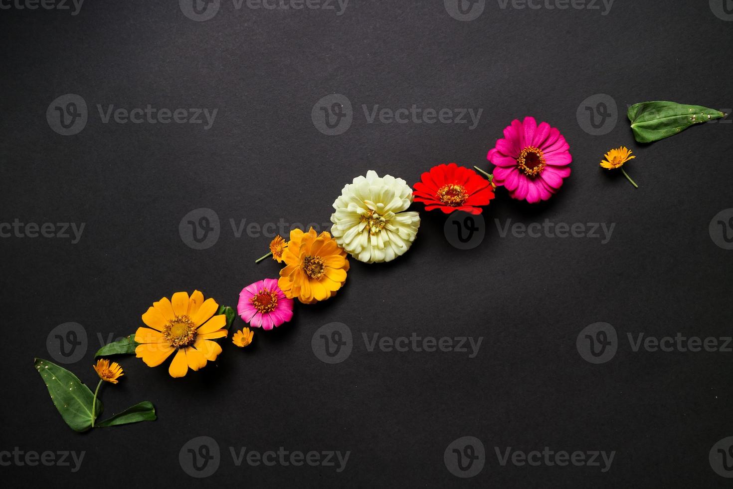 Colorful zinnia flower in flat lay arrangement on black background isolated. Flat lay, top view, empty space for copied text. photo