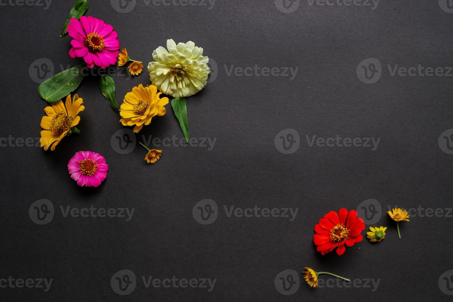 Colorful zinnia flower in flat lay arrangement on black background isolated. Flat lay, top view, empty space for copied text. photo