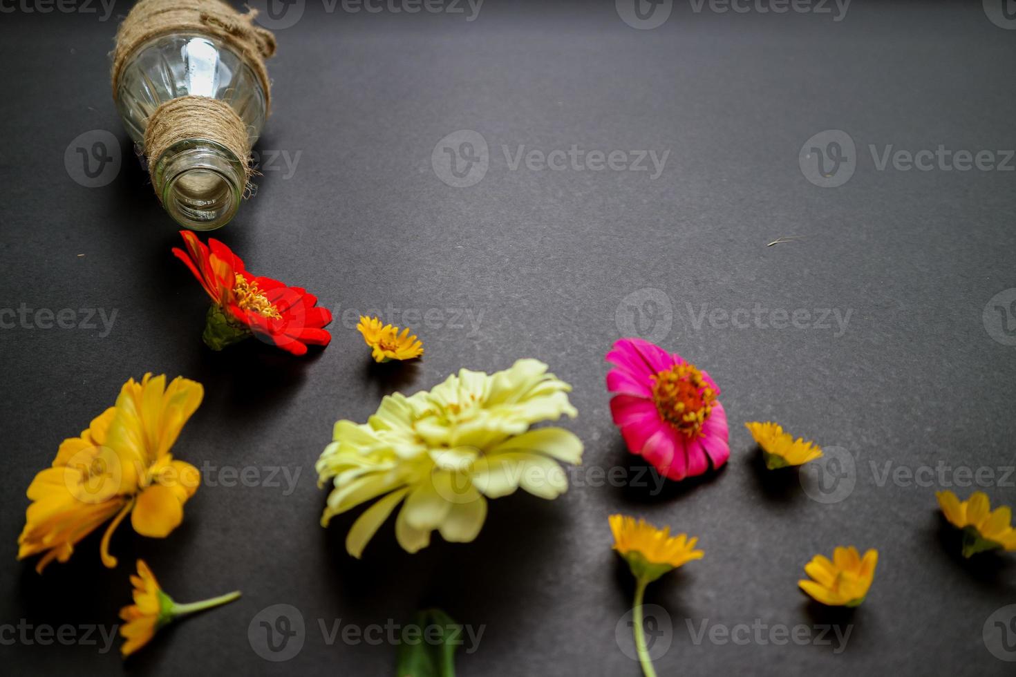 Colorful zinnia flower in flat lay arrangement on black background isolated. Flat lay, top view, empty space for copied text. photo