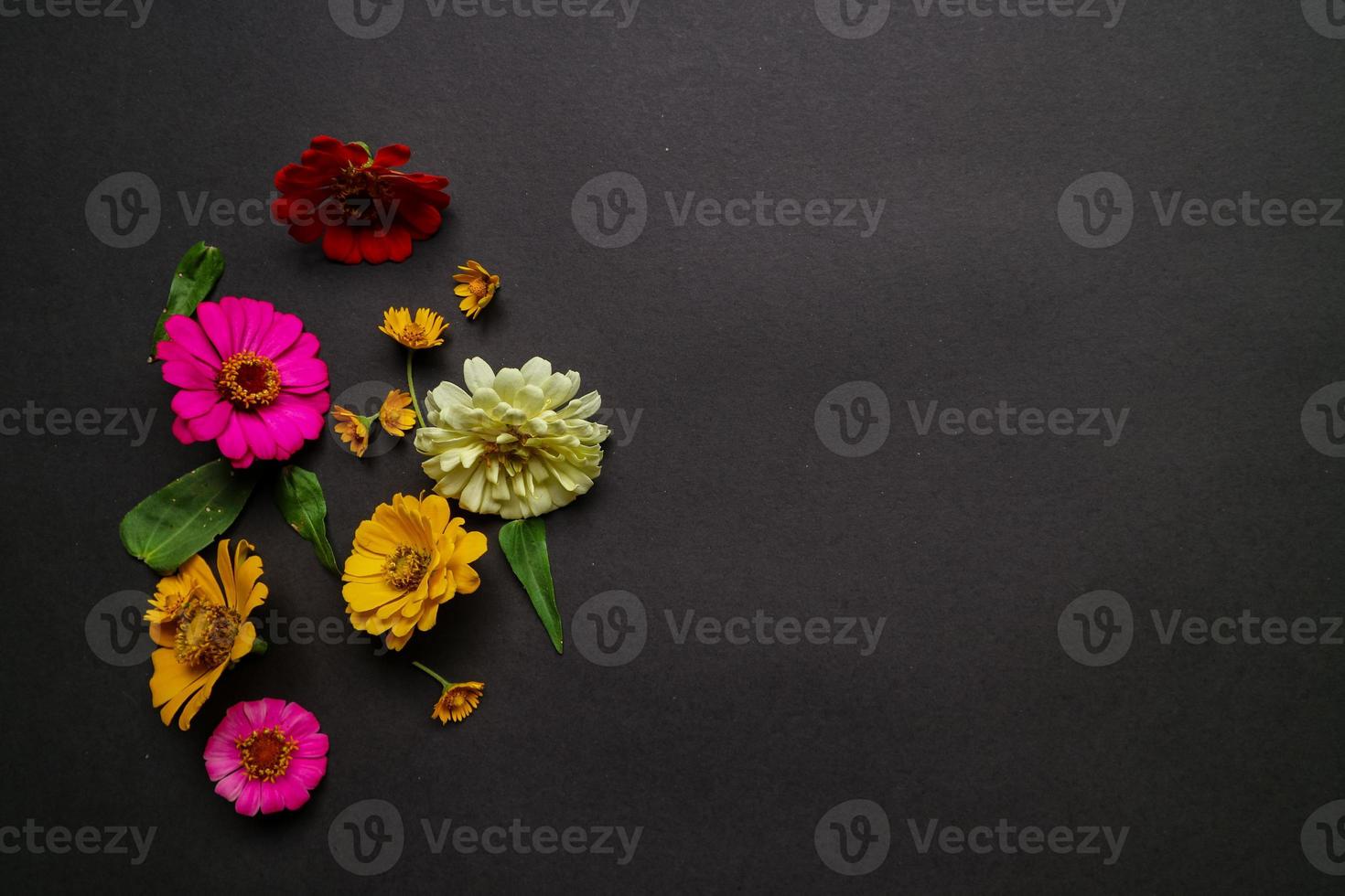 Colorful zinnia flower in flat lay arrangement on black background isolated. Flat lay, top view, empty space for copied text. photo