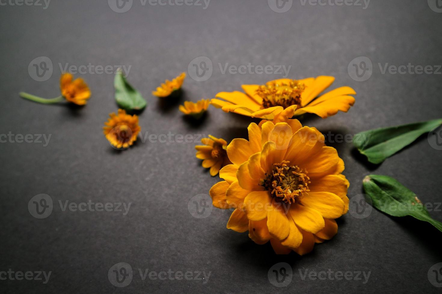 Yellow zinnia flower in flat lay arrangement on black background isolated. Flat lay, top view, empty space for copied text. photo