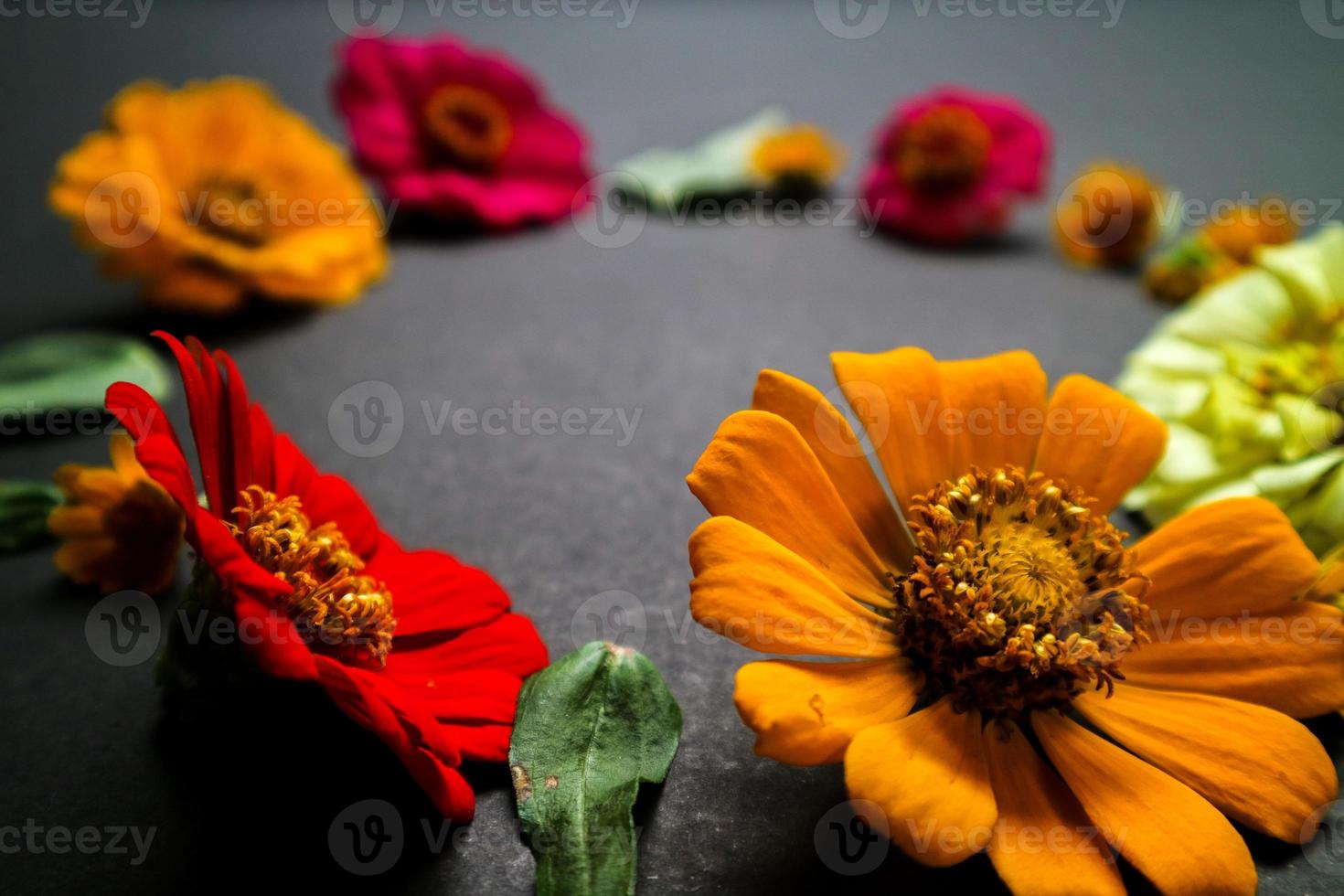 Colorful zinnia flower in flat lay arrangement on black background isolated. Flat lay, top view, empty space for copied text. photo