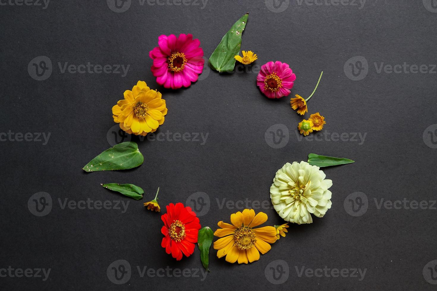 Colorful zinnia flower in flat lay arrangement on black background isolated. Flat lay, top view, empty space for copied text. photo