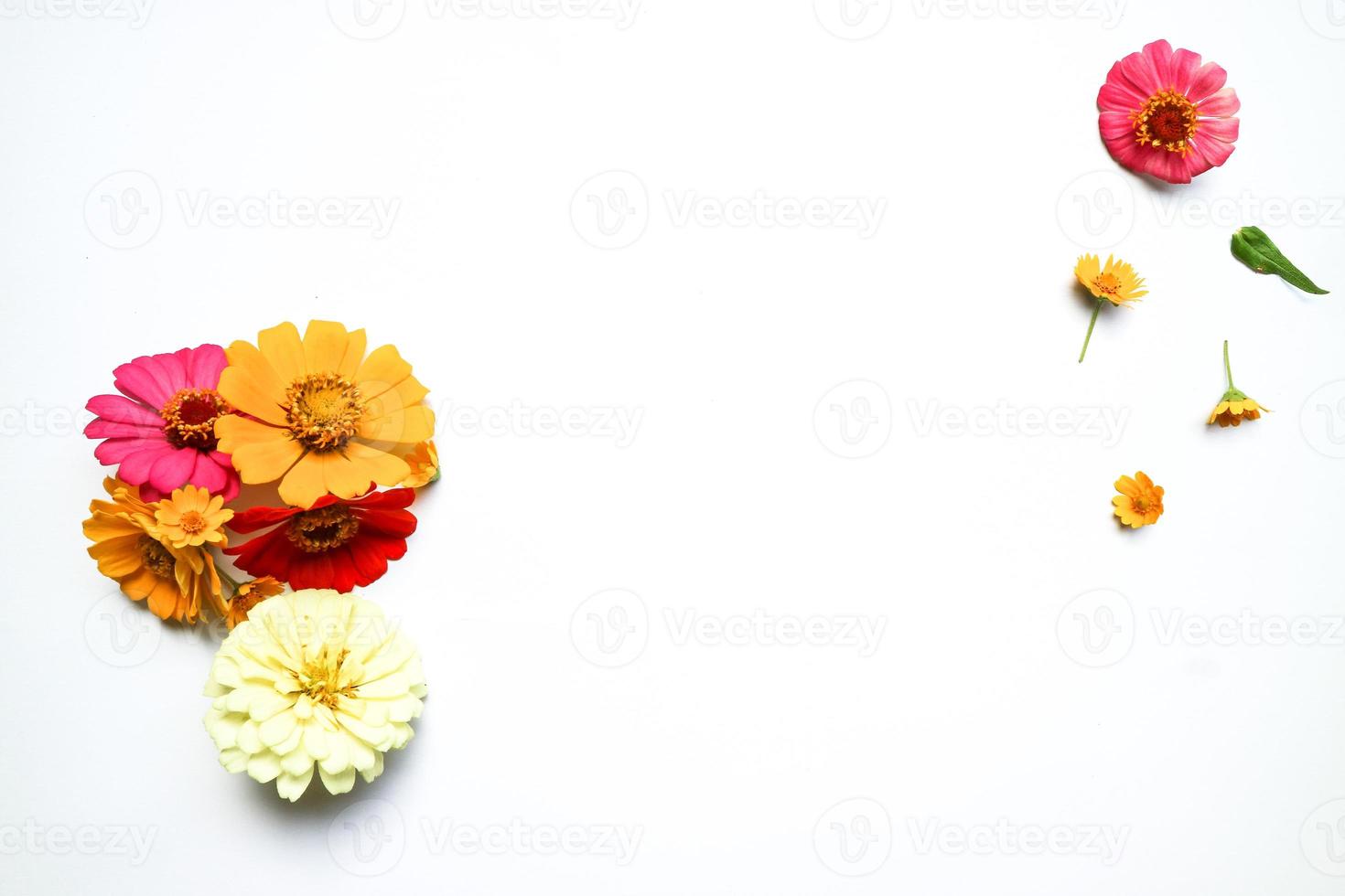 Beautiful zinnia flower composition on white background isolated. Flat lay, top view, copy flat still life. photo