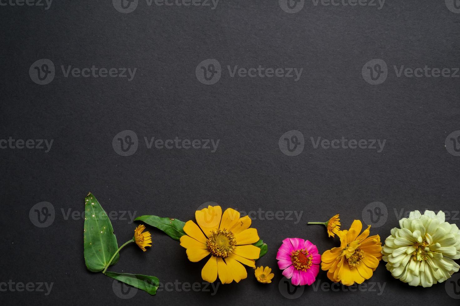 Colorful zinnia flower in flat lay arrangement on black background isolated. Flat lay, top view, empty space for copied text. photo